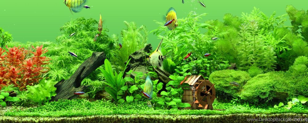 Заставка на рабочий стол аквариум