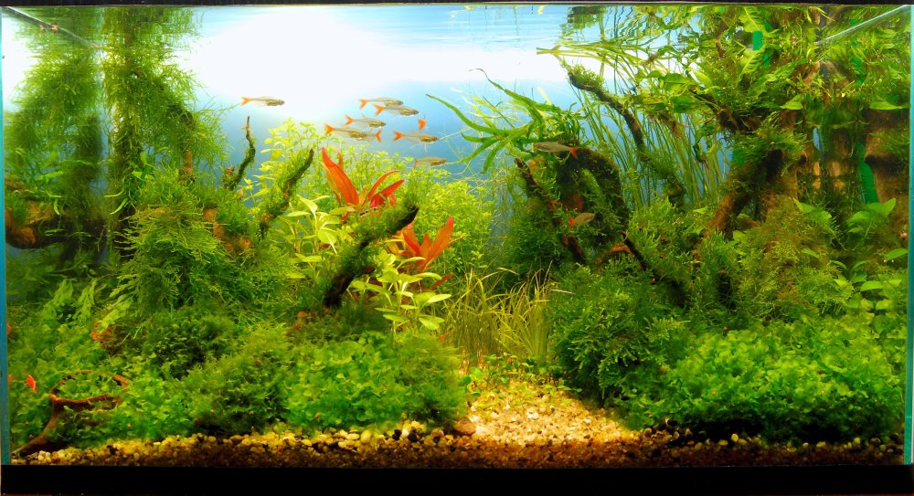 Задний фон для аквариума для печати