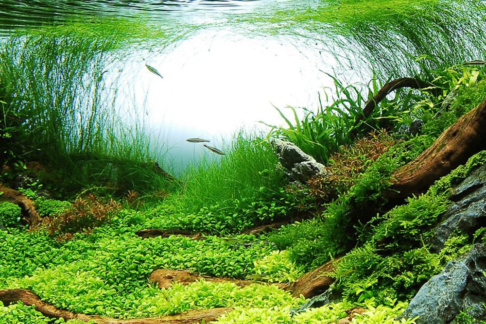 Фон для аквариума