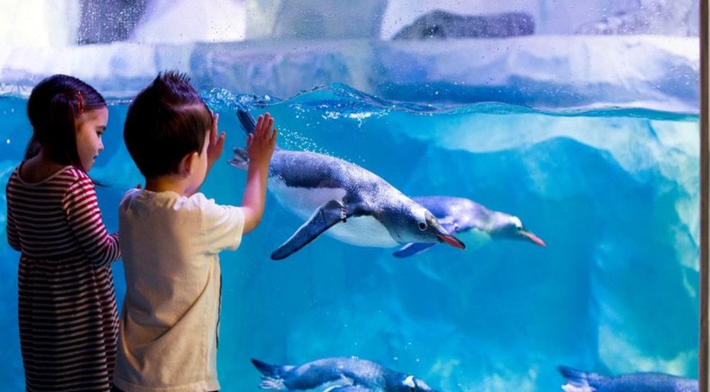 Фон для аквариума яркий