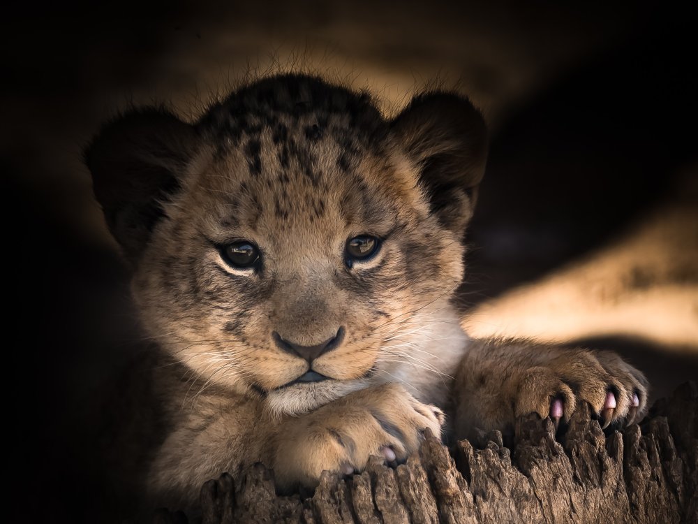 Маленький Львенок