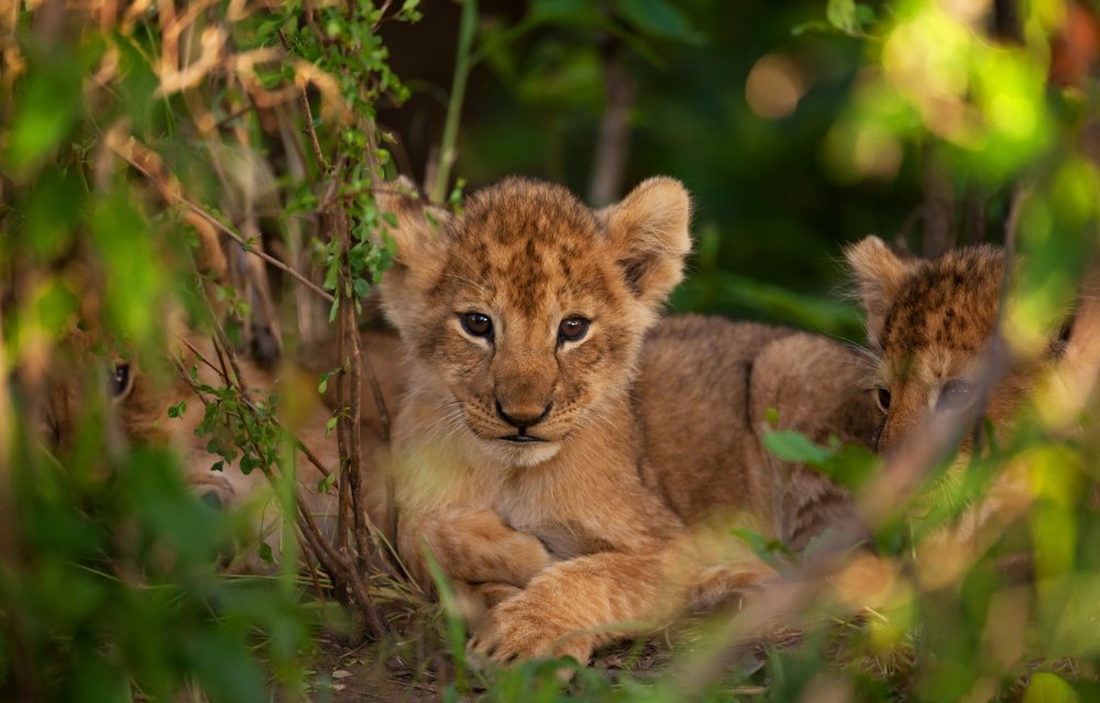 Фотообои Львенок