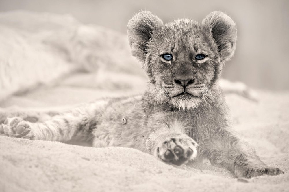 Белый Львенок