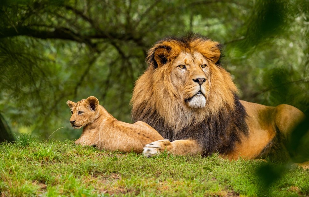 Львы в дикой природе
