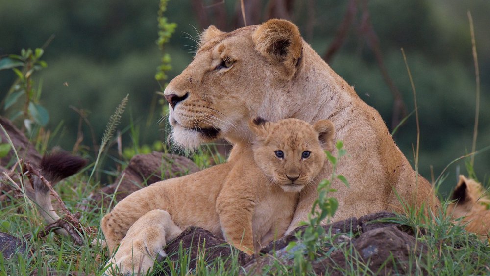 Лев с львицей львом и львенком