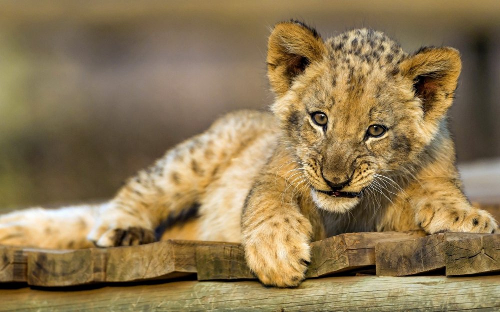 Маленький Лев