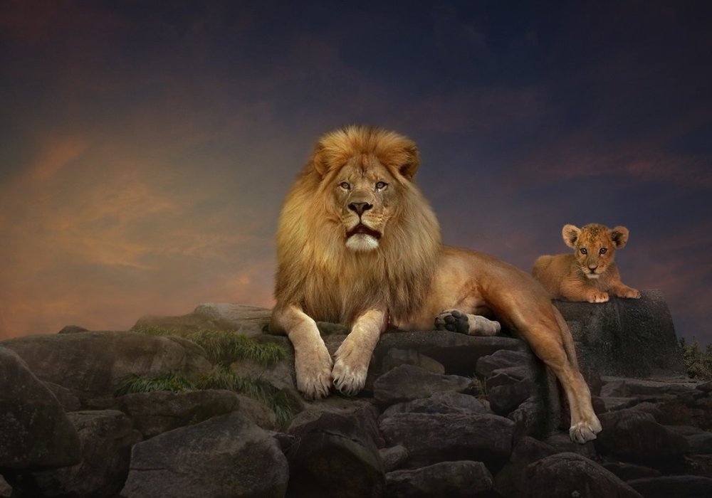 Картинки на рабочий стол Лев