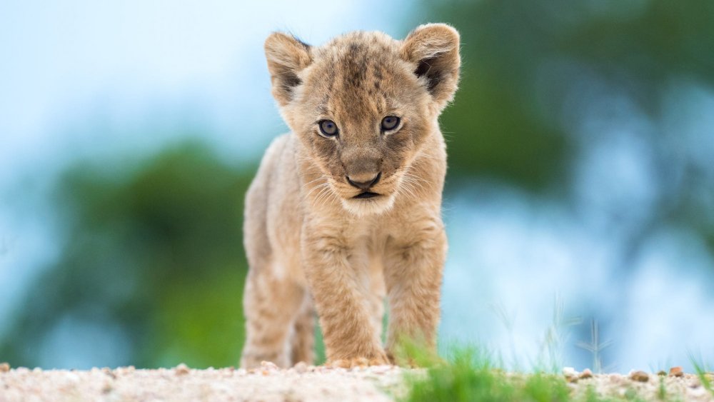 Красивый Львенок