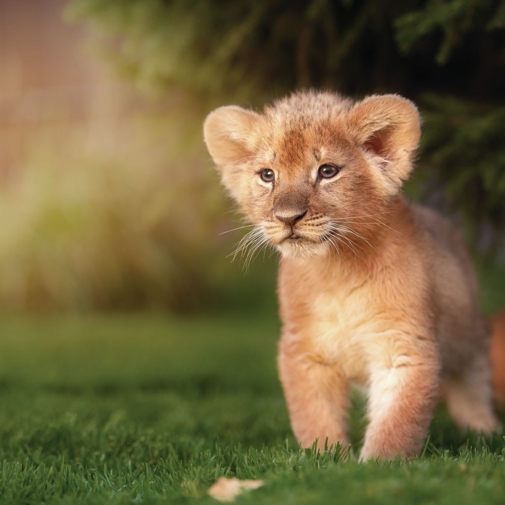 Маленький Львенок
