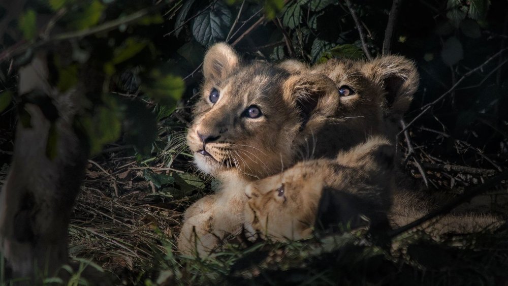 Семья Львов