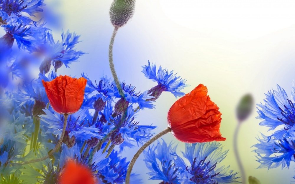 Красно синие цветы