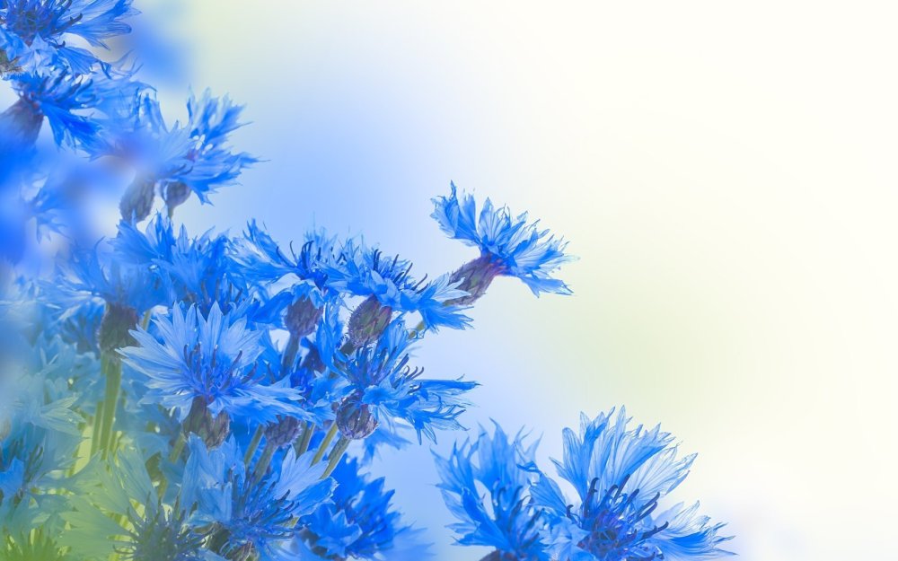 Васильки и небо