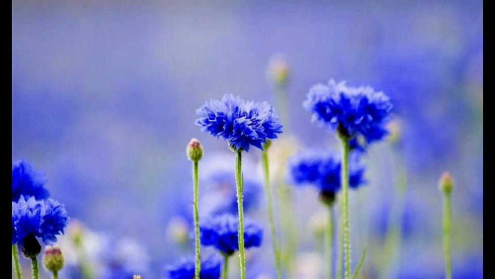 Васильковый фон