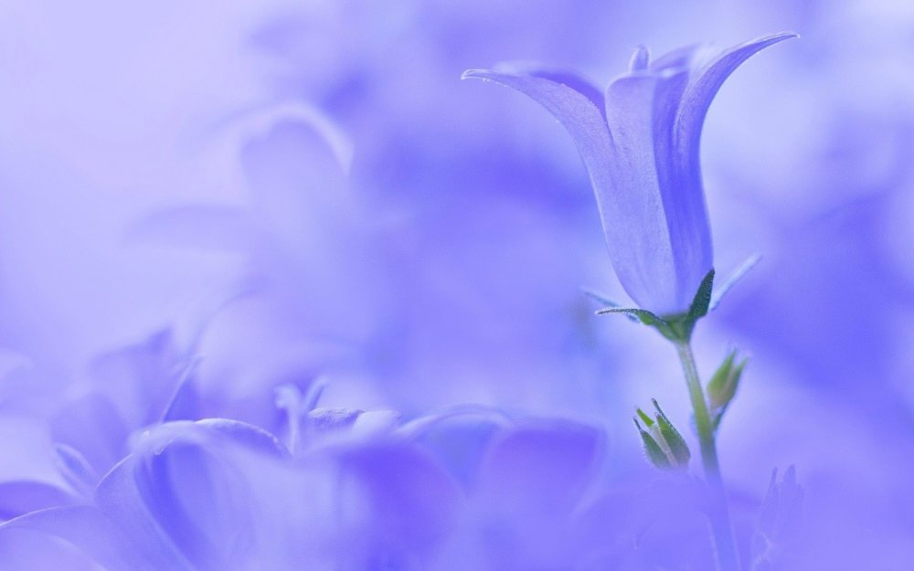 Голубой фон с цветами