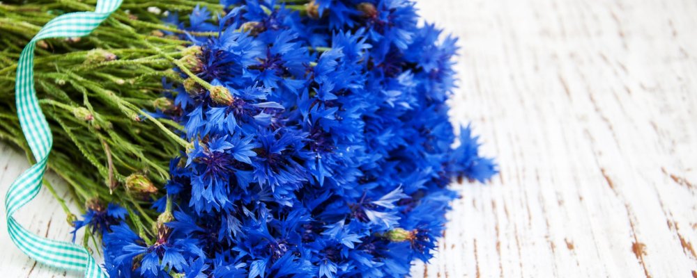 Обои на рабочий стол васильки