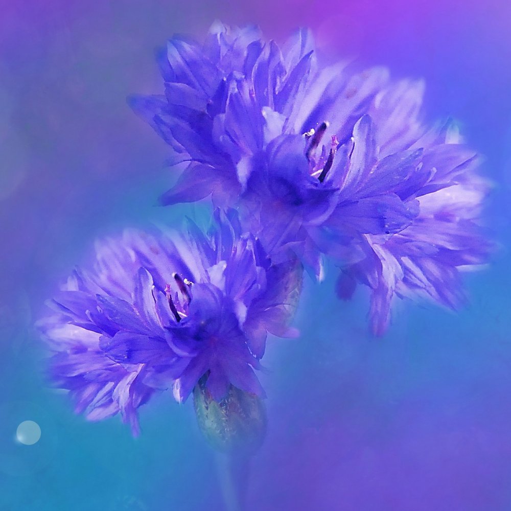 Васильковый цвет фон