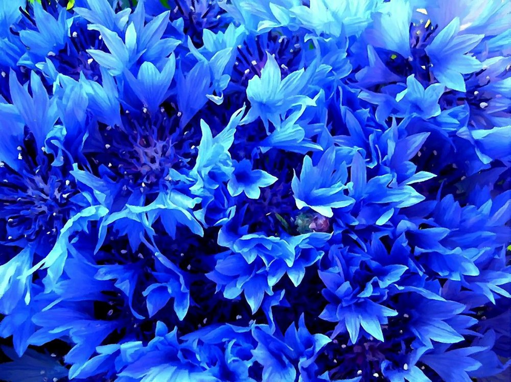 Василек Лагуна синий