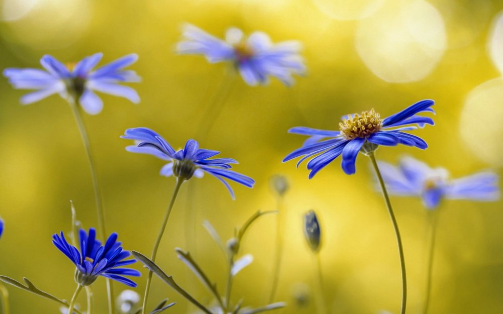 Синие полевые цветы