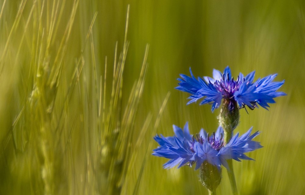 Беларусь Василек