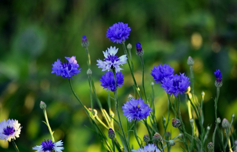 Васильки полевые