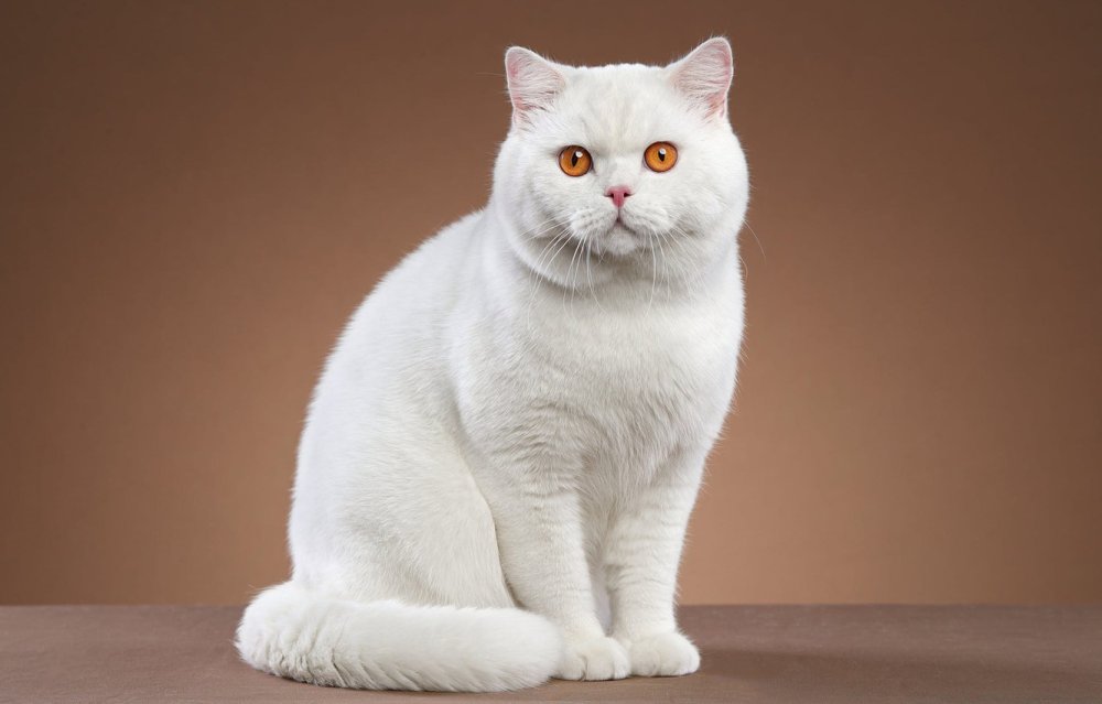 Белый кот сидит