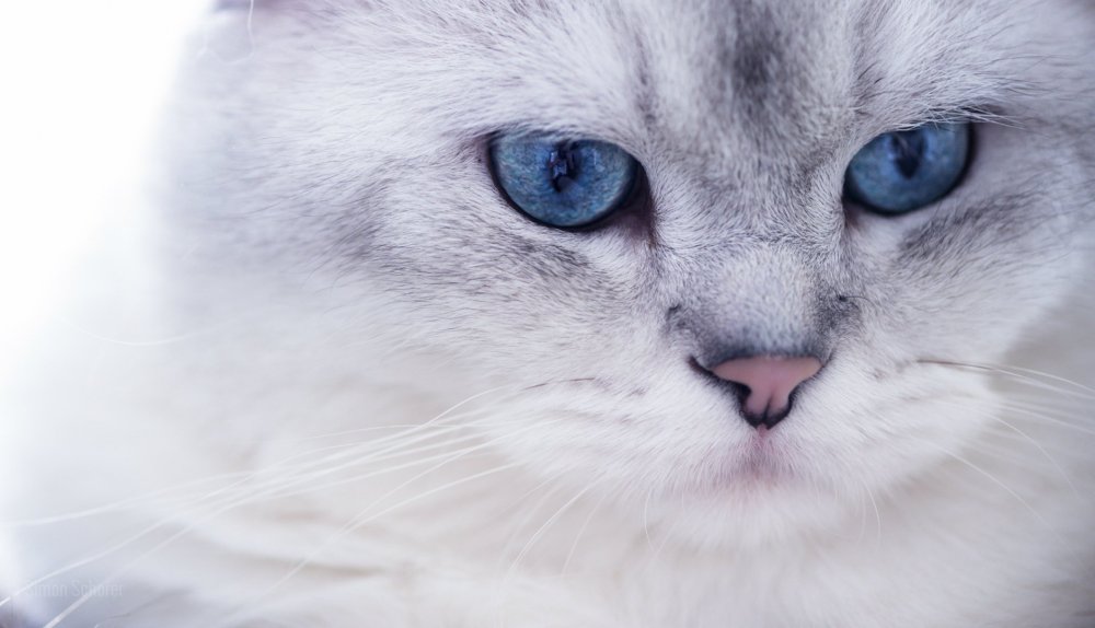 Белый британский кот
