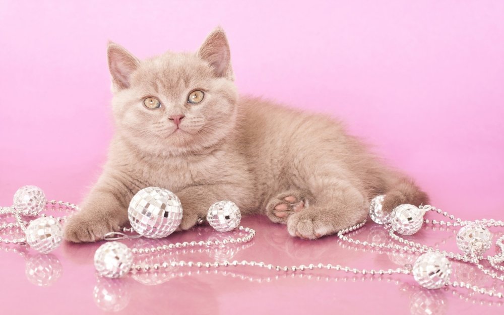 Кошка на розовом фоне