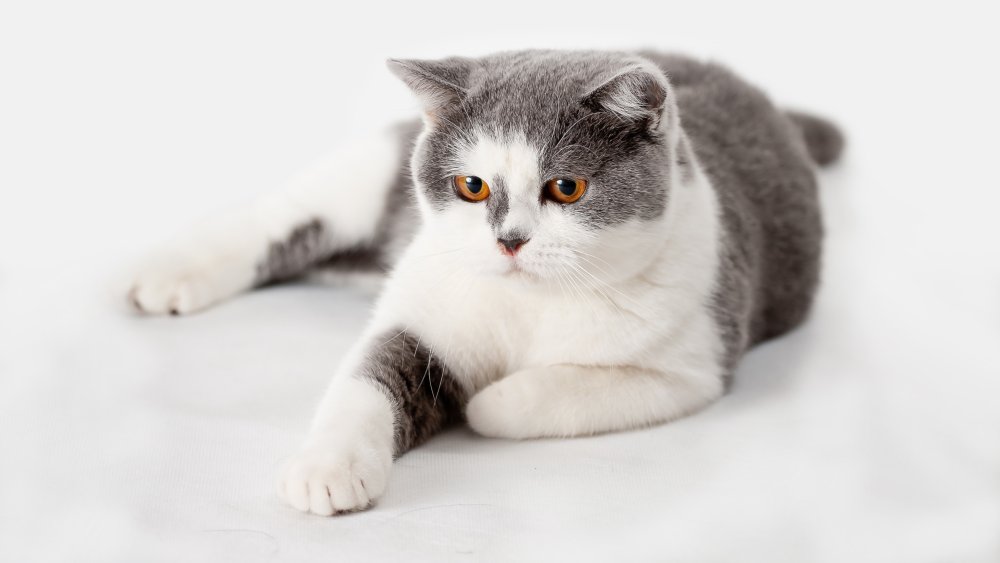 Британский короткошерстный кот биколор