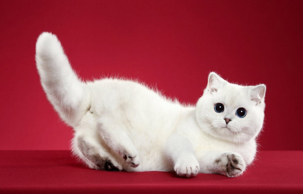 Британская шиншилла котята