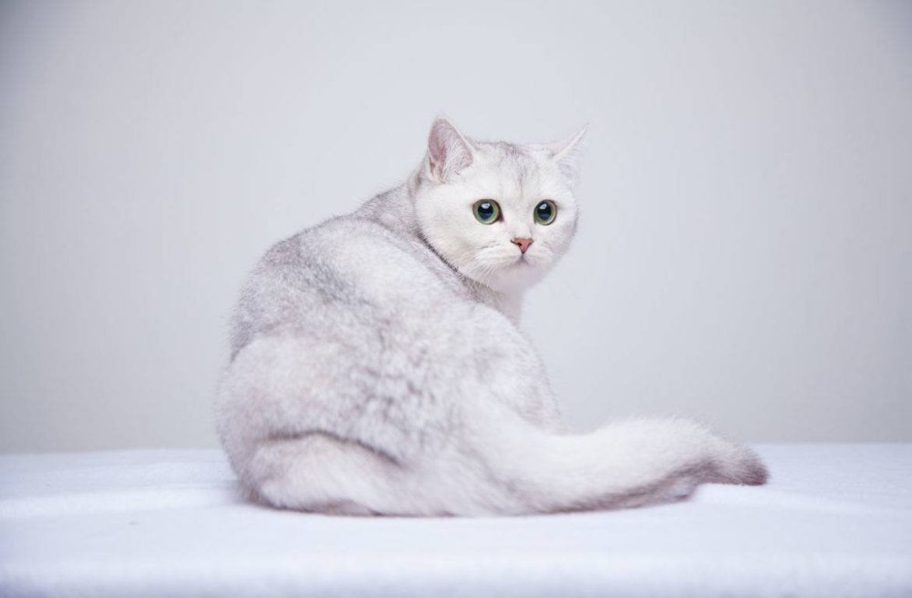 Британская шиншилла серебристая затушеванная