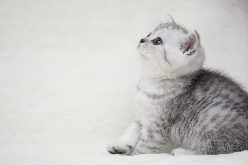 Шотландская шиншилла полосатая