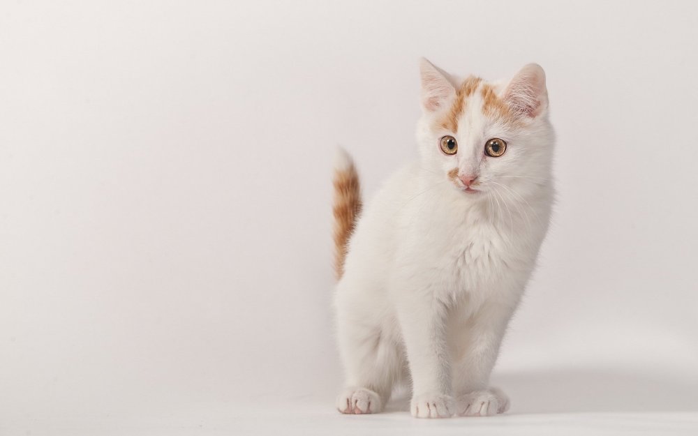 Кот на Светлом фоне