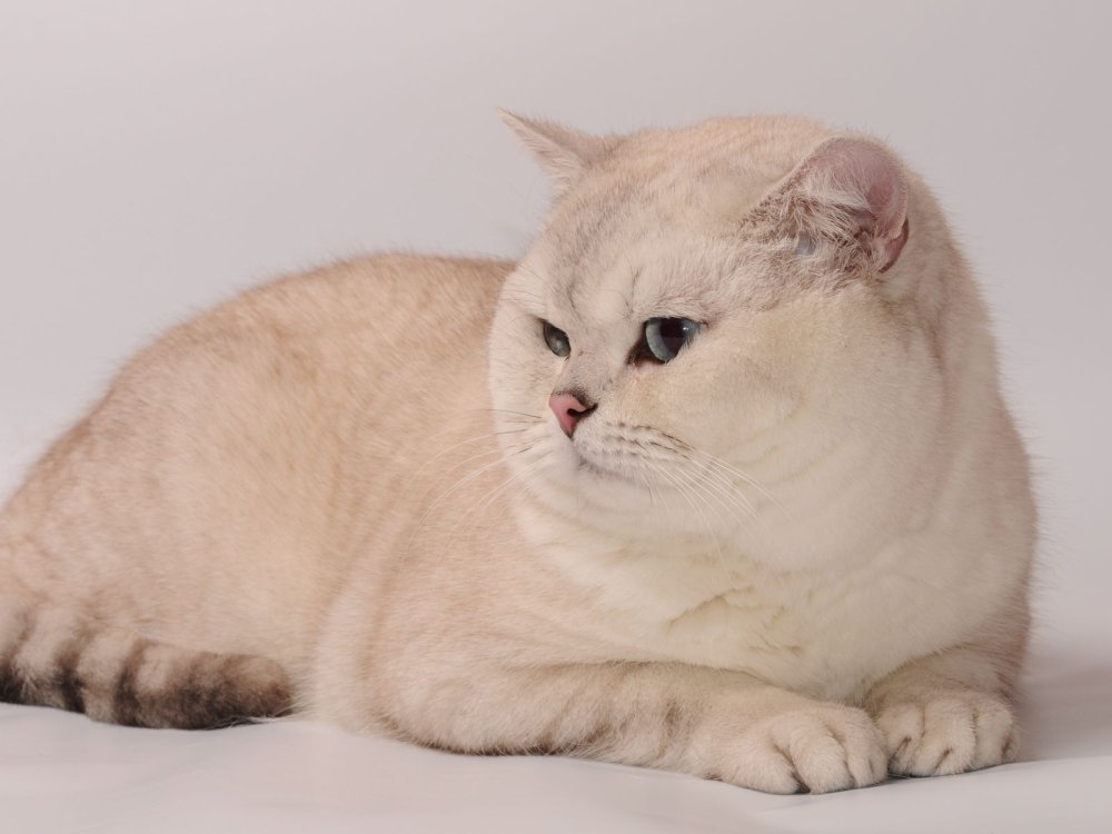 Британская Сибирская шиншилла