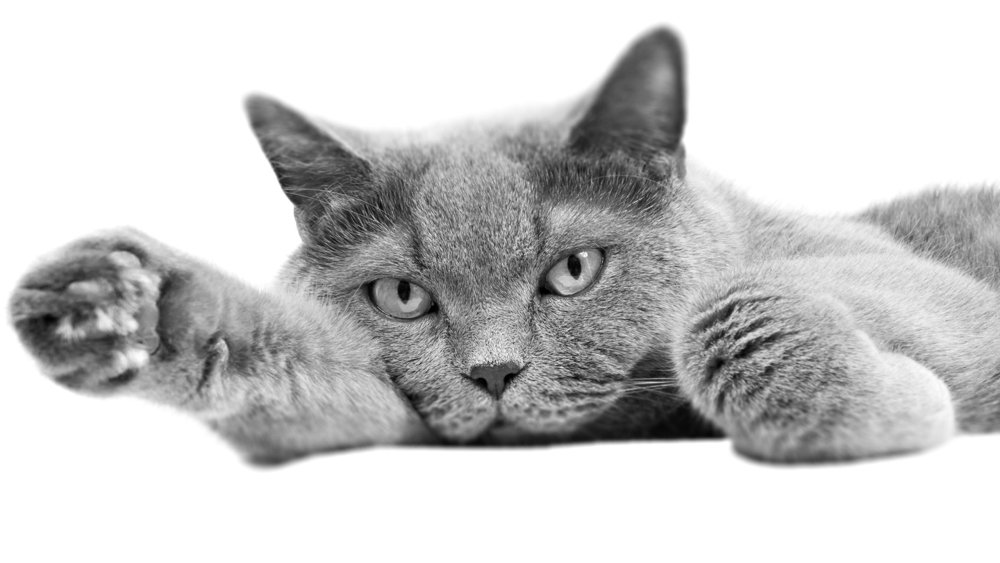 Кот лежит на белом фоне