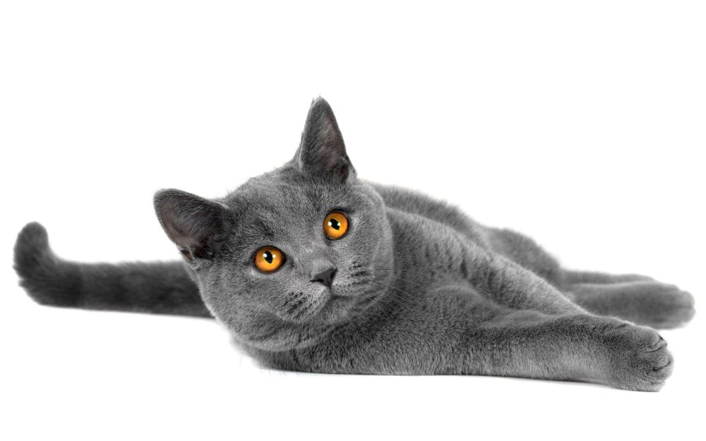 Светло серая кошка