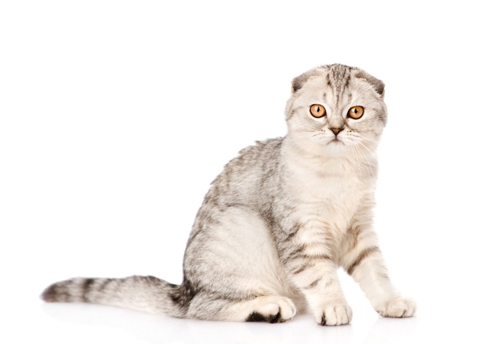 Шотландский вислоухий кот белый