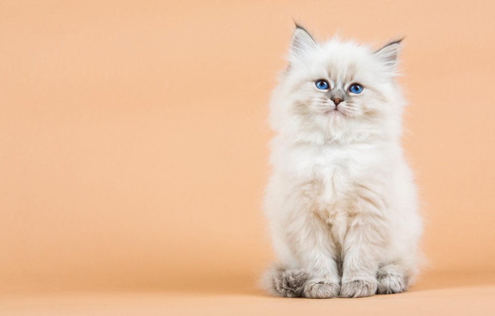 Кот пушистый белый