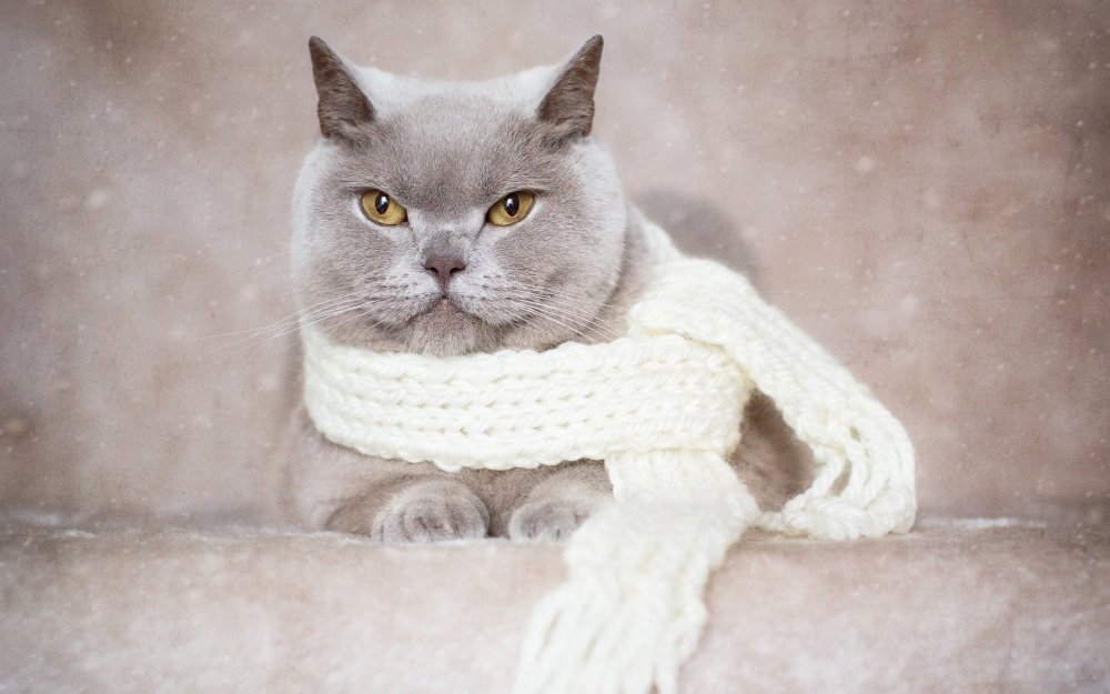 Белый котенок