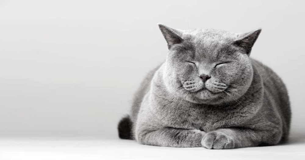 Довольный британский кот