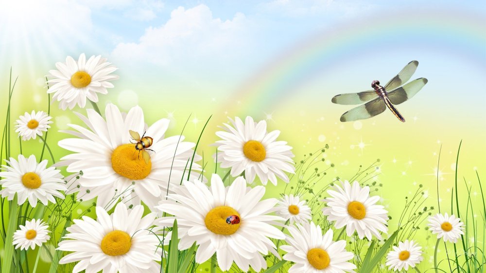 Фон ромашки