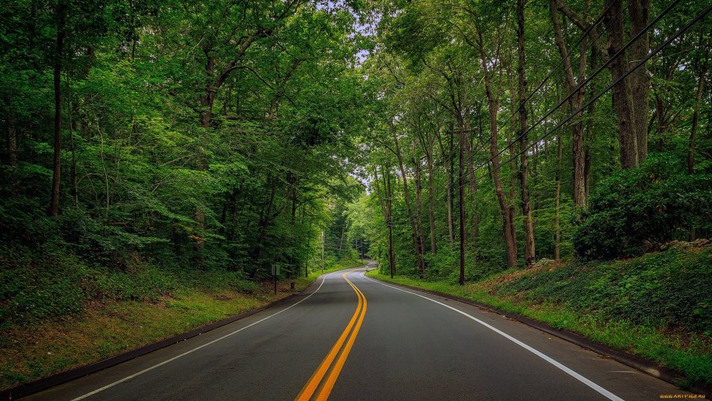 Дорога в лесу