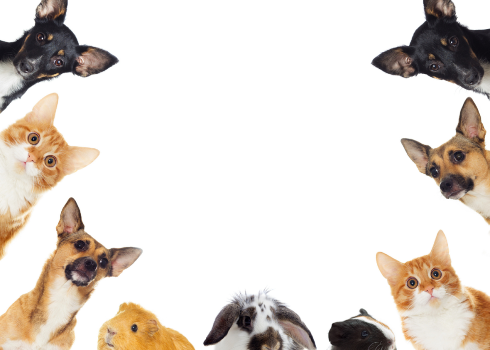 Домашние животные выглядывают