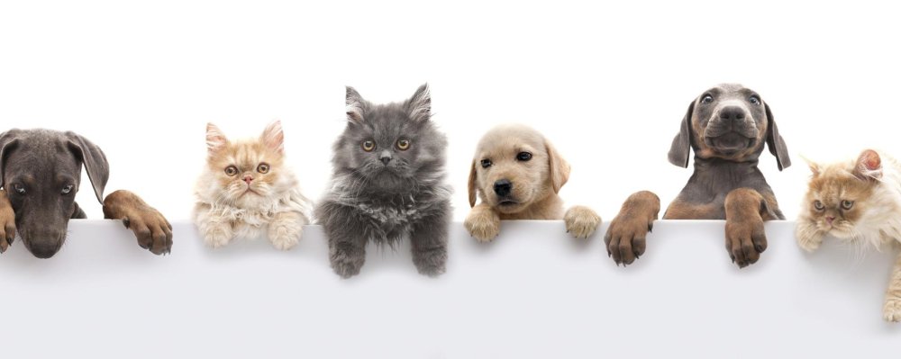 Фон для зоомагазина