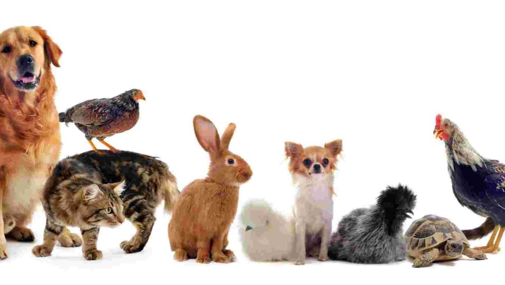 Собака на однотонном фоне