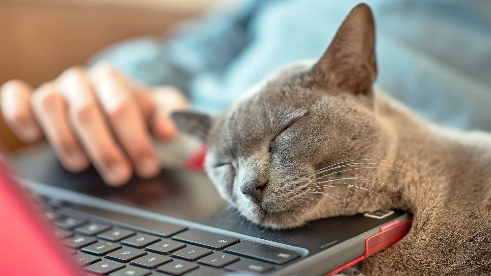 Кот спит на ноутбуке клипарт