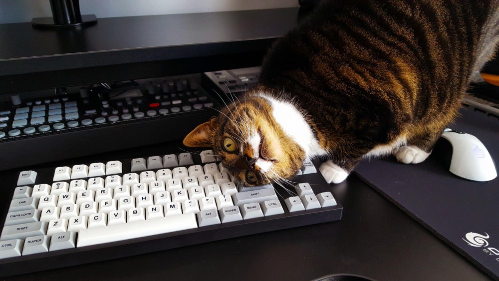 Кот на клавиатуре