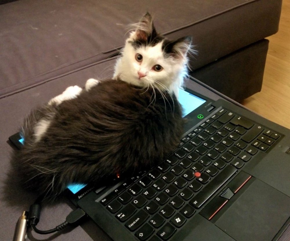 Котенок на ноутбуке