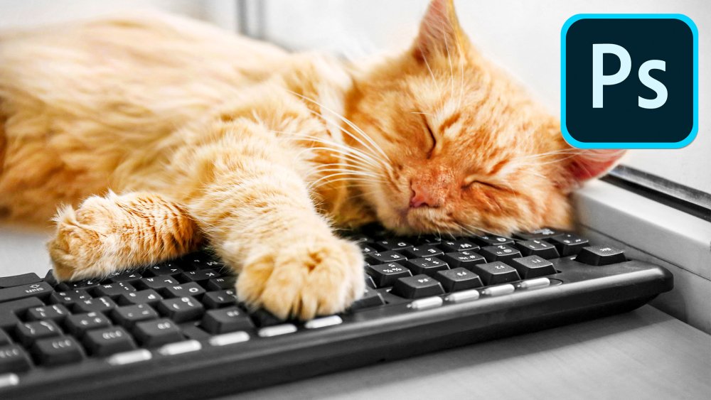 Кошка на клавиатуре