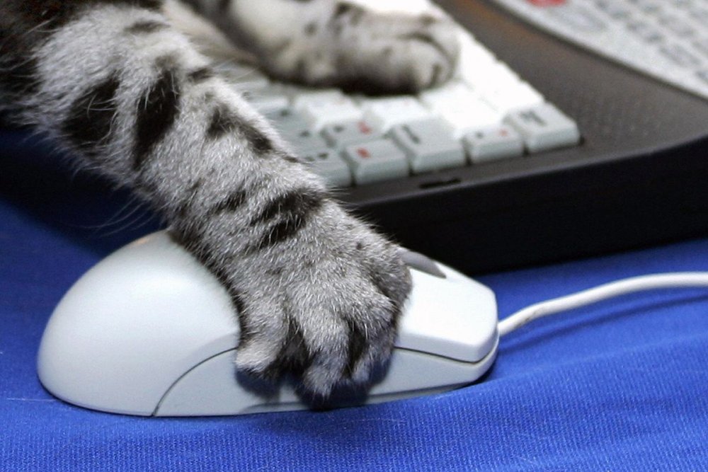 Кошка и компьютерная мышь