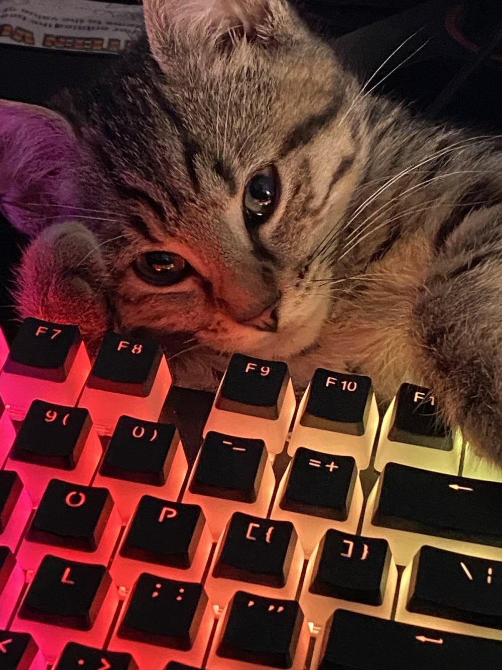 Коты на клавиатуре